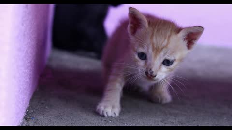 Three little cats are playing on the floor at home. yellow cat comes towards the camera