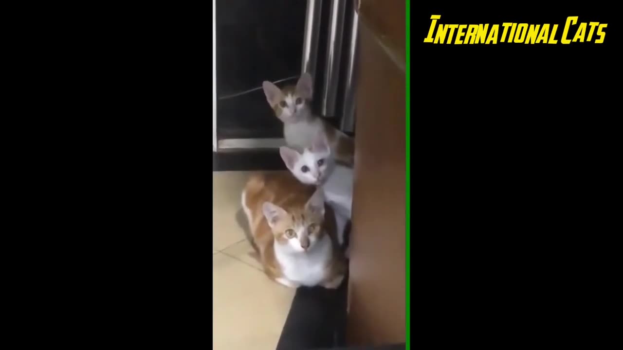 Funny Cat 🐈😺 videos