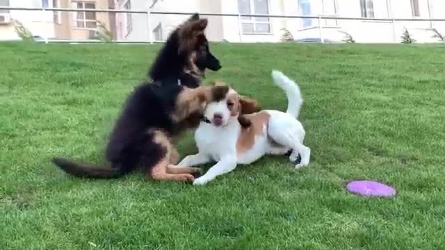 Golden Retriever Doesn't Want to Share His Toy with