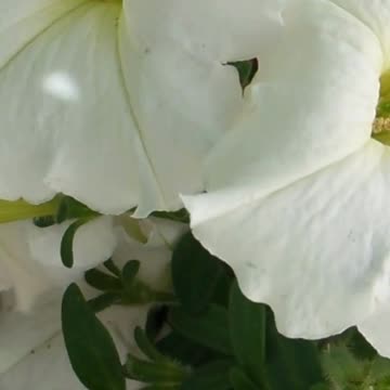 Recharge Your Mind and Body: How Relaxing This is Volume 75