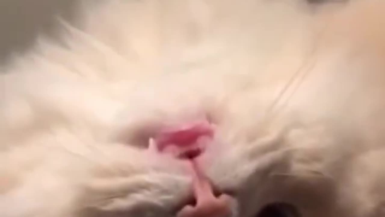 Crazy Cat!!!