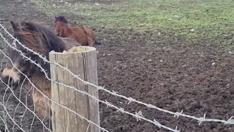 Lots Of Equid Animals In A Field In Wales.