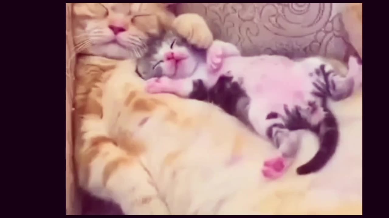 Cute baby kitten sleeper her mom