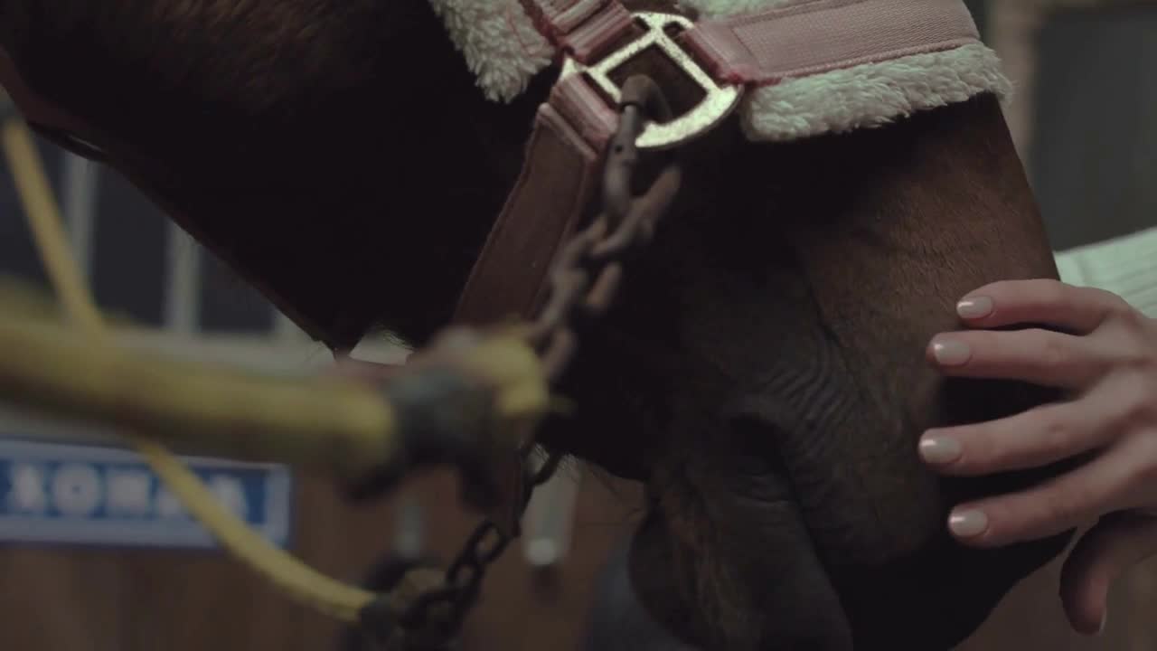 Rider Steeds a horse in the stall