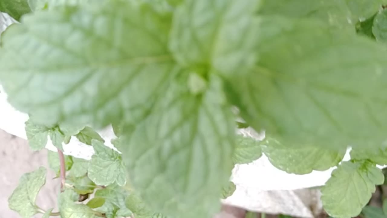 Mint at Garden