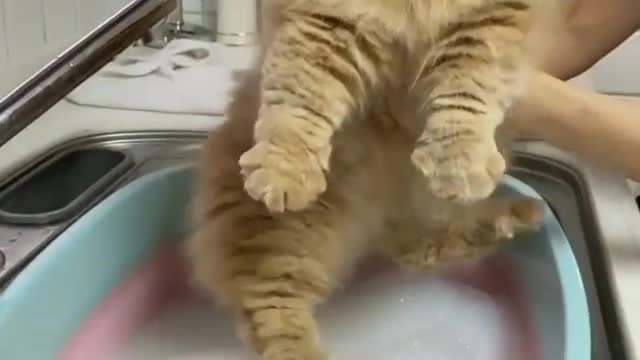 Big cat taking a bath