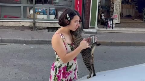 Cat love with owner loving cat