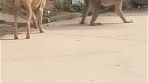 Funny videos try not to laugh