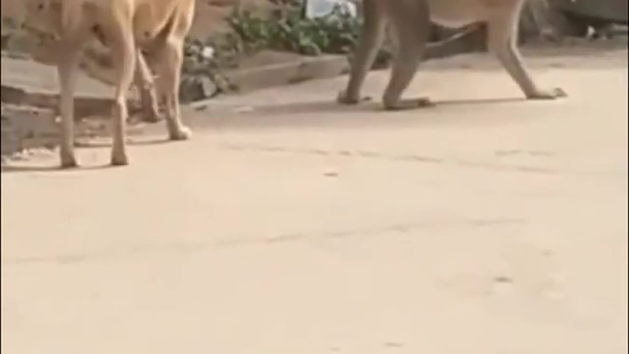 Funny videos try not to laugh