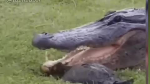 Animal fani video