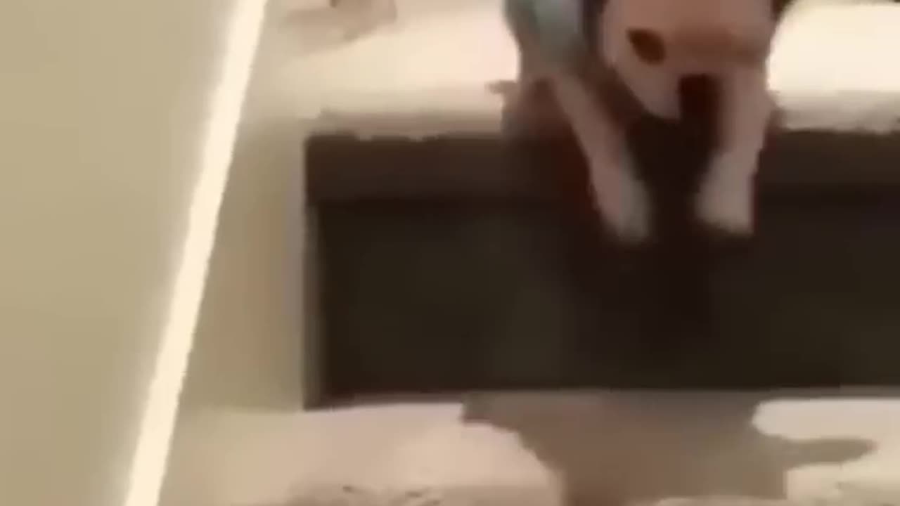 Funny cats and video 2023