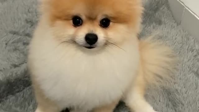 cute and adorable dog