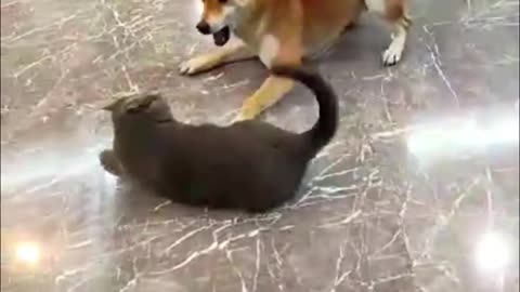 Best funny animals videos