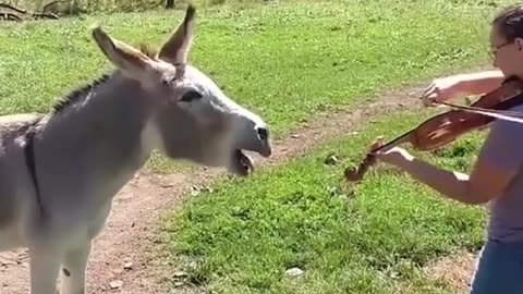 Farm time-funny animal gestures