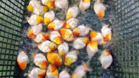 Best quality goldfish collection at goldfish farm-10