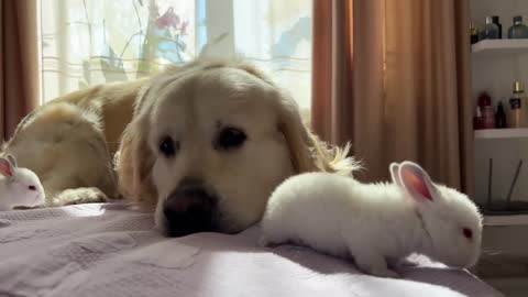 Golden Retriever Meets Tiny Bunnies for the First Time