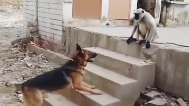 Dog vs monkey