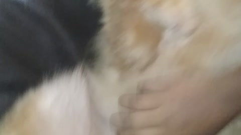 Dog is struggling with others