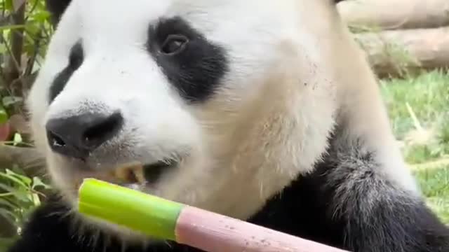 ASMR panda eating bamboo shoots sound - trending tiktok panda eat animal videos