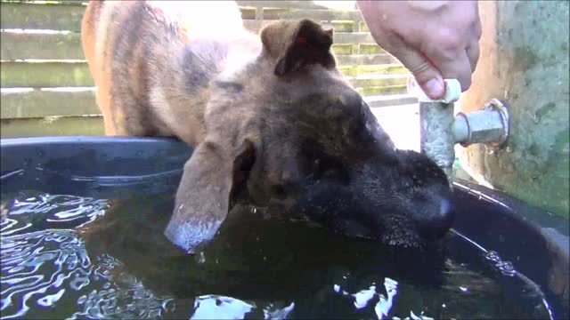 Puppy is crazy about playing with water in a water butt