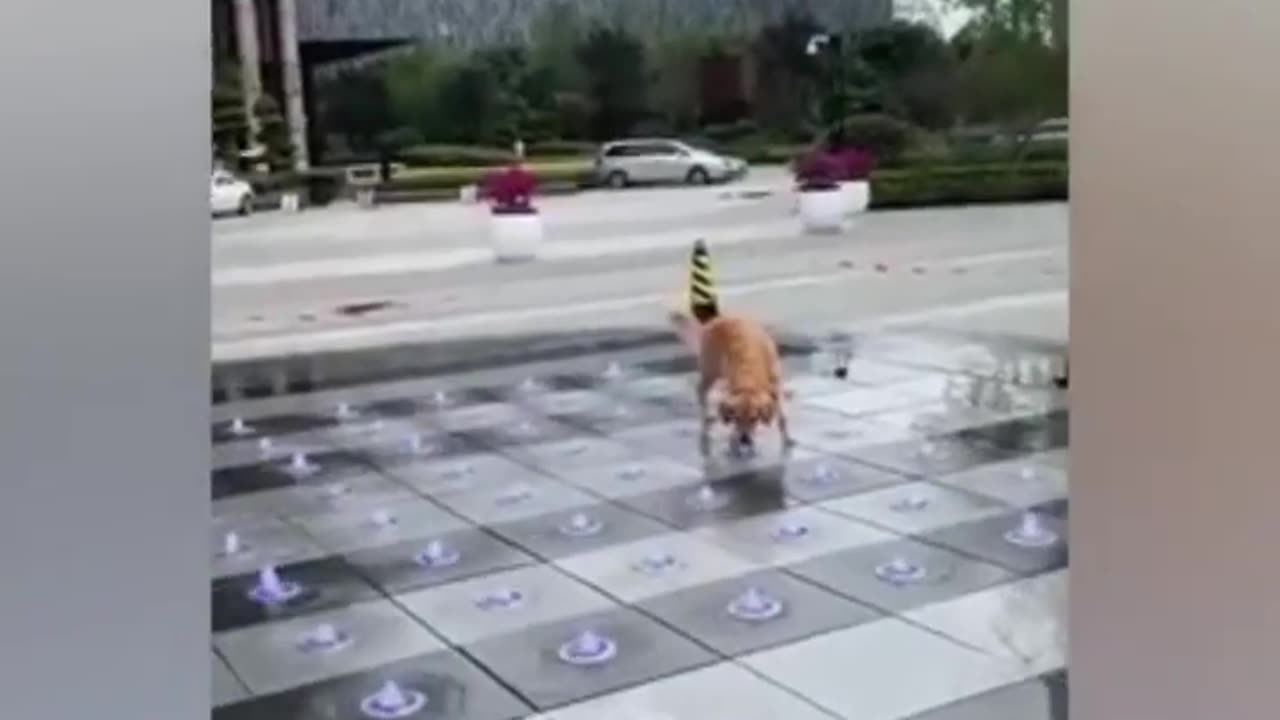 funny pets