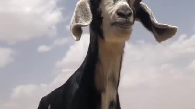 Raising animals was only secondary to other forms of farming.