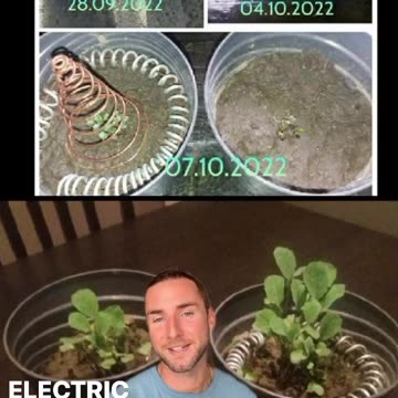 28 Day 👍 before and After with Electroculture Copper Coils.