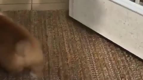 A dog who can exercise himself.