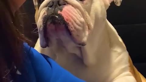 This pup’s apology will melt your heart!!! 🥺💕🐶