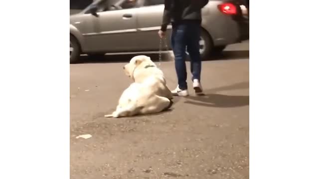 Labrador vs guard dog,🔥 attitude dog