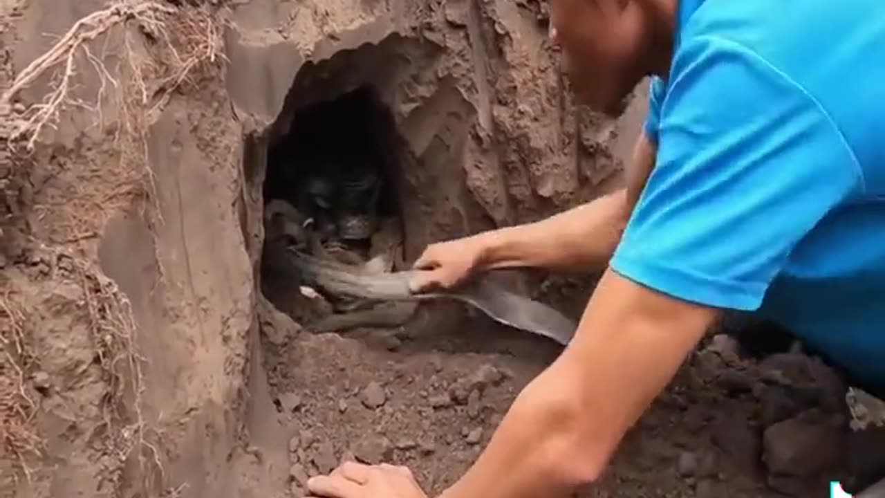 How to catch snakes from the hole?