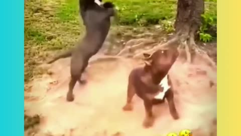 Funny Dogs