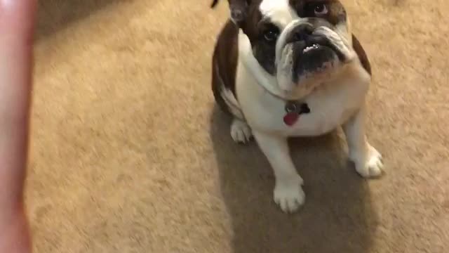 Benji the Bulldog Listens to orders... Then Eats!