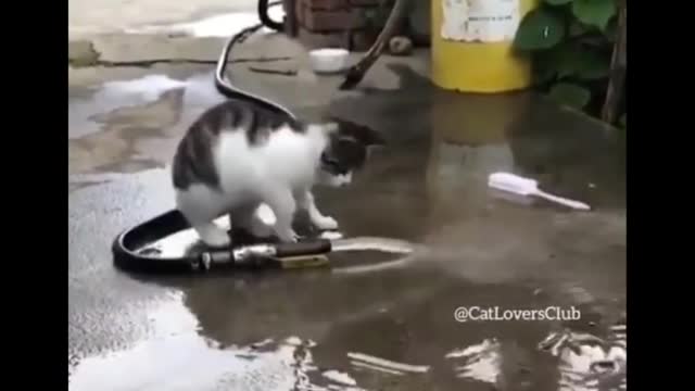 #cute funny cats
