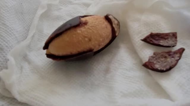 Checking up on the Mamey Sapote Seed