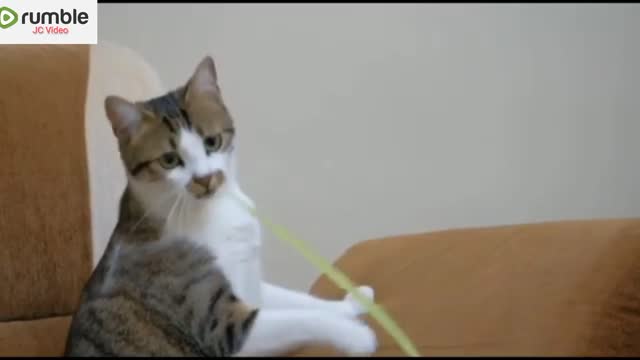 Funny cat shorts video.... Viral shorts