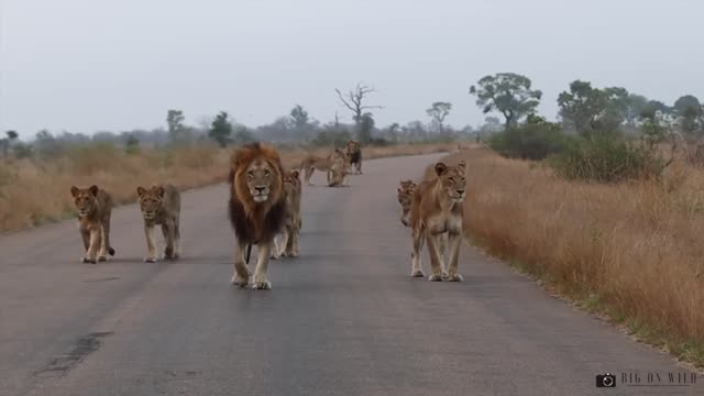 Mega Lion Pride Blocking the road in the Kruger National park