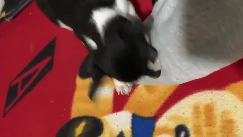 My friend's dog asserting dominace