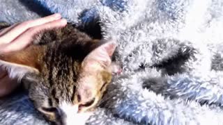 Purring Cat ASMR 4