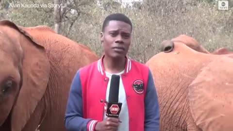 Baby elephant interrupts reporter's piece to camera