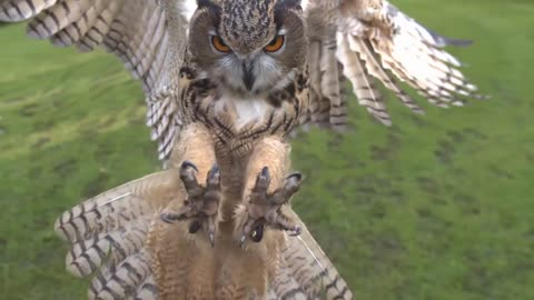 Eagle owl in flight high speed camera AMAZING slow motion camera