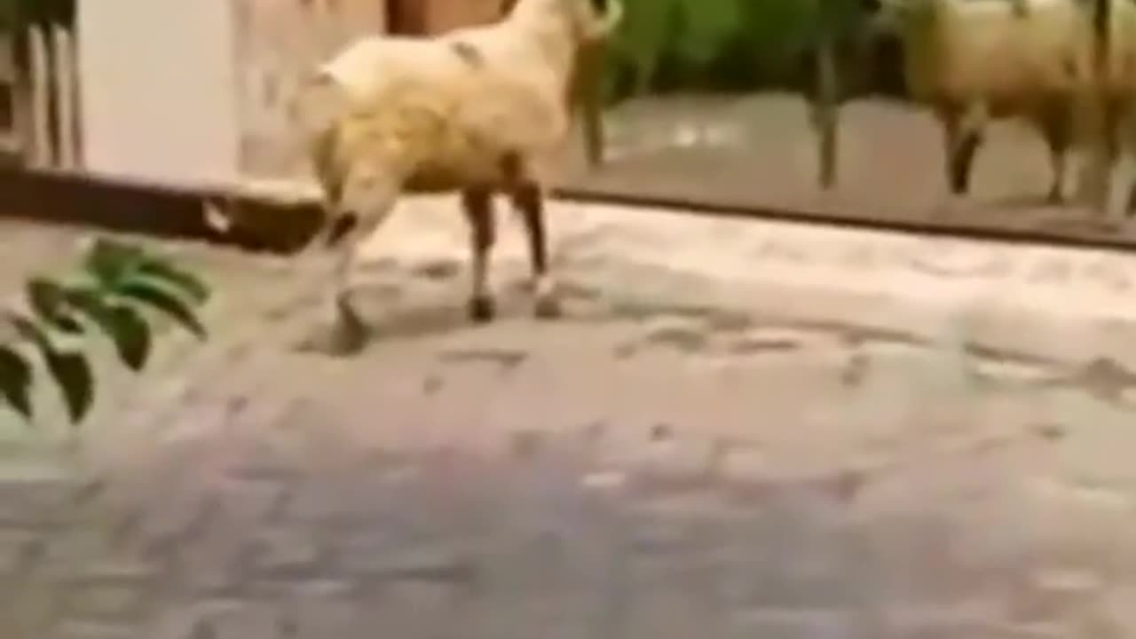 Funniest Videos 2023 😂 Funny Cats 🐱 #cute #cat #short #3