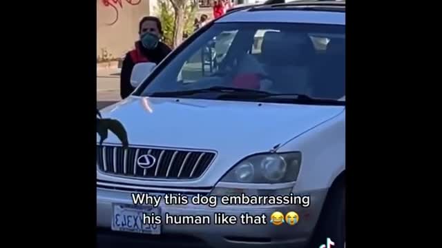 Best Funniest animals Videos 2022 🤣 - Funny Dogs And Cats Videos🐱🐶