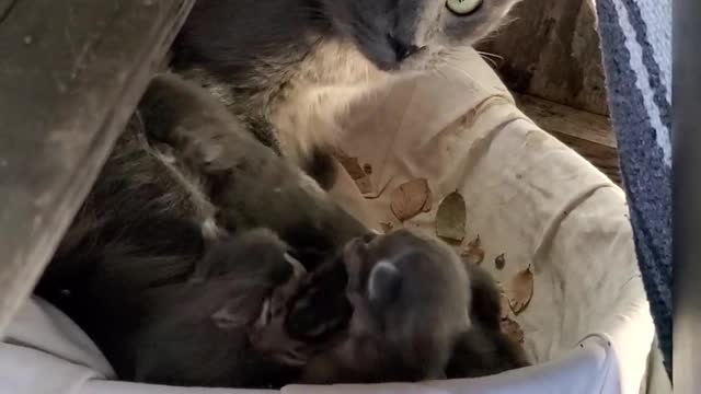 Smokey Mama and 4 new babies.
