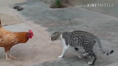 Our kitty will be lost in front of a chicken 😁