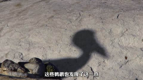 Wings of Wonder: Mesmerizing Bird Moments