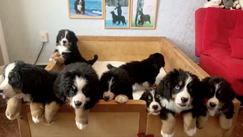 A bunch of petulant dog babies