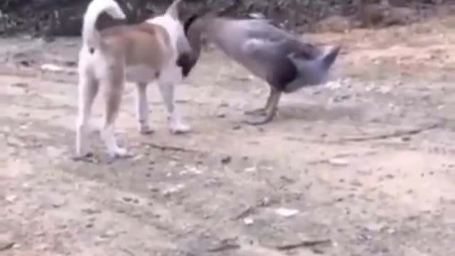 hunting dog vs goose,😱😱😱 a deadly fight no one expected such a finale