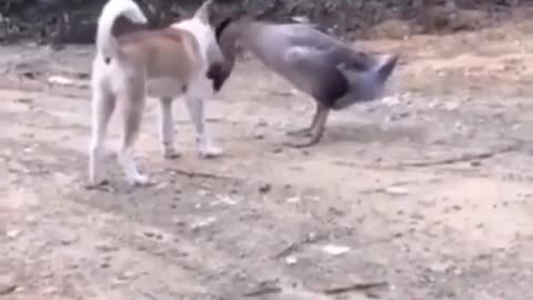 hunting dog vs goose,😱😱😱 a deadly fight no one expected such a finale