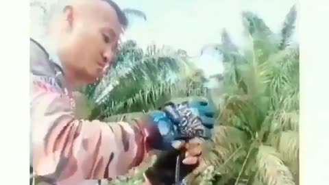 This is a beautiful and charming water-dwelling species